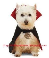 a small white dog wearing a red cape and black shirt with a medallion on it's chest