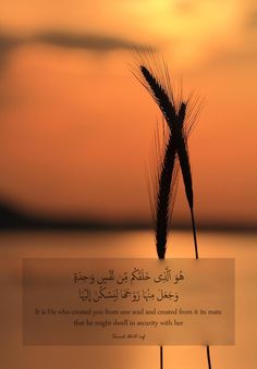 the sun is setting behind two stalks of wheat in front of an orange and yellow sky