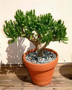 a small potted plant sitting on top of a wooden floor next to a wall