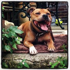 a brown dog laying on top of a bed next to green plants and flowers in front of a black iron fence