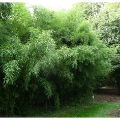 a large bamboo tree in the middle of a grassy area with lots of trees around it