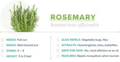 rosemary essential oil is shown in this ad for rosemary botanicals officinalis