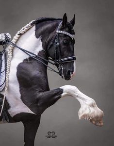 a black and white horse with a bridle on it's back legs