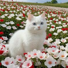 a white cat sitting in the middle of a field full of red and white flowers