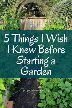 a garden filled with lots of green plants