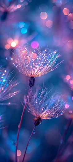 two dandelions with water droplets on them in front of blue and pink lights