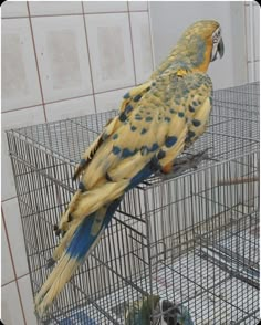 a blue and yellow parrot sitting on top of a cage in a room with tile walls