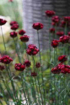 some red flowers are growing in the grass