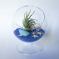 an air plant sitting in a glass bowl filled with sand and sea shells on a white background