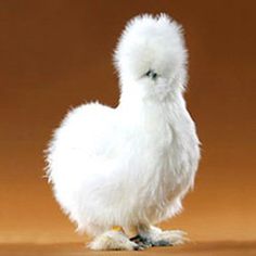 a small white chicken standing on top of a wooden floor