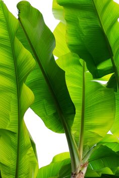 green leaves are shown against the sky in this image, it looks like they have been painted