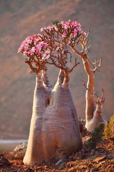 three bonsai trees with pink flowers growing out of their trunks in front of a mountain