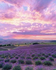 the sky is pink and purple as the sun sets over lavender fields in southern california