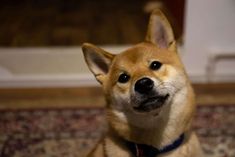 a brown dog sitting on top of a rug