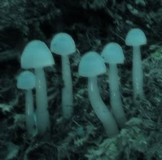 three white mushrooms are growing in the grass