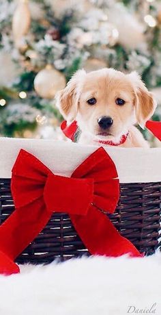 a puppy in a basket with a red bow