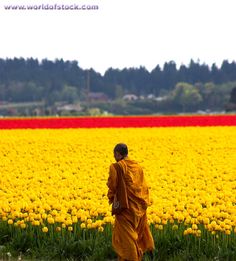 a man standing in the middle of a field of flowers