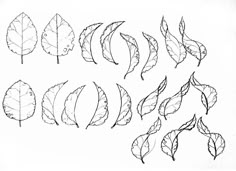 four different types of leaves are shown in this drawing technique, which is easy to draw