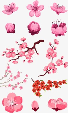 pink flowers and branches on a white background