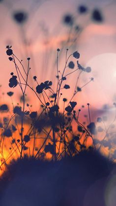 the sun is setting behind some plants