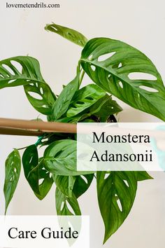 monstera adnanni care guide for houseplants and plants with text overlay