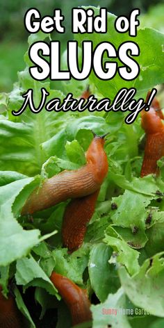 slugs crawling on lettuce with the words get rid of slugs naturally