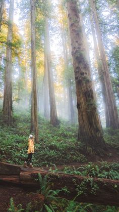 a person standing on a log in the middle of a forest filled with tall trees