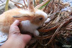 a hand is holding a small rabbit in the nest with grass and twigs around it