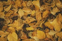 yellow and brown leaves on the ground in an area that looks like it has fallen