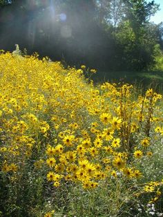 the sun shines brightly on some wildflowers