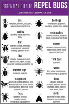 Top 10 Essential Oils That Repel Bugs + Bug Spray Recipe, Diffuser Blends, and more DIY Recipes to Naturally Keep Bugs Away - One Essential Community Essential Oils For Stink Bugs, Anti Spider Spray, Essential Oil Mouse Repellent, Diy Peppermint Oil Bug Spray, Natural Spider Repellent For Home, Bird Repellent Ideas, Bug Repellent Diy, Essential Oil Bug Spray Recipe, Homemade Bug Spray Recipe