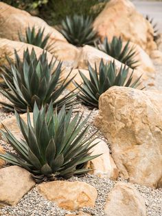 some very pretty plants by some big rocks