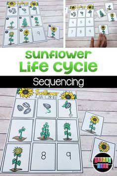 sunflower life cycle sequence and matching activity for kids