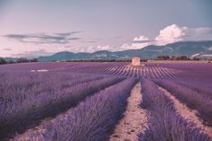 a lavender field with mountains in the background