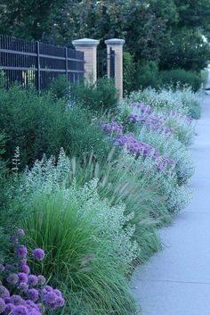 purple flowers line the side of a sidewalk