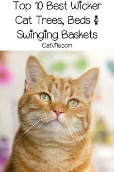 an orange tabby cat with green eyes looking up at the camera and text overlay reads, 28 funny food cat names for males