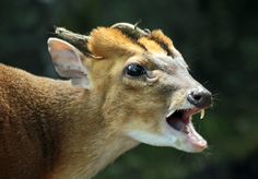 a deer with its mouth open and it's tongue out