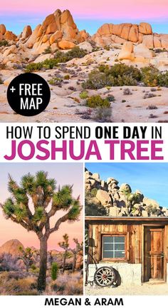 joshua tree in joshua tree national park with text overlay that reads free map how to spend one day in joshua tree