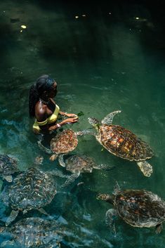 a woman feeding sea turtles in the ocean