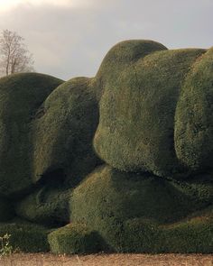 a large group of green bushes in the shape of an elephant