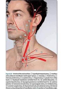 an image of a man's neck and head with the lines labeled in red