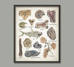 an illustration of different types of sea animals on display in a black framed wooden frame