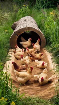 a group of chickens are gathered in the dirt near a wooden structure that is made out of logs