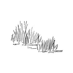 black and white drawing of reeds in water with grass growing out of the bottom