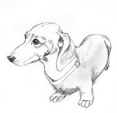 a pencil drawing of a dachshund dog wearing a vest and collar, sitting down