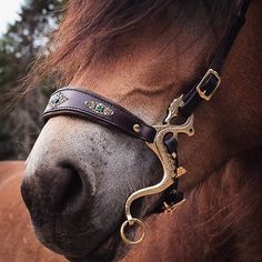 a close up of a horse wearing a bridle