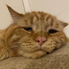 an orange cat laying on top of a couch next to a white wall and looking at the camera