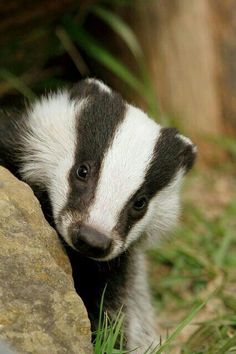 a small badger standing next to a large rock