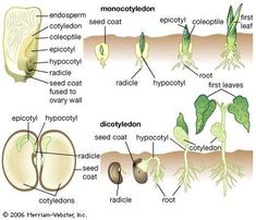 an image of plant life in the cross section with pictures and description on each side