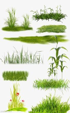 various types of plants and grass on a white background